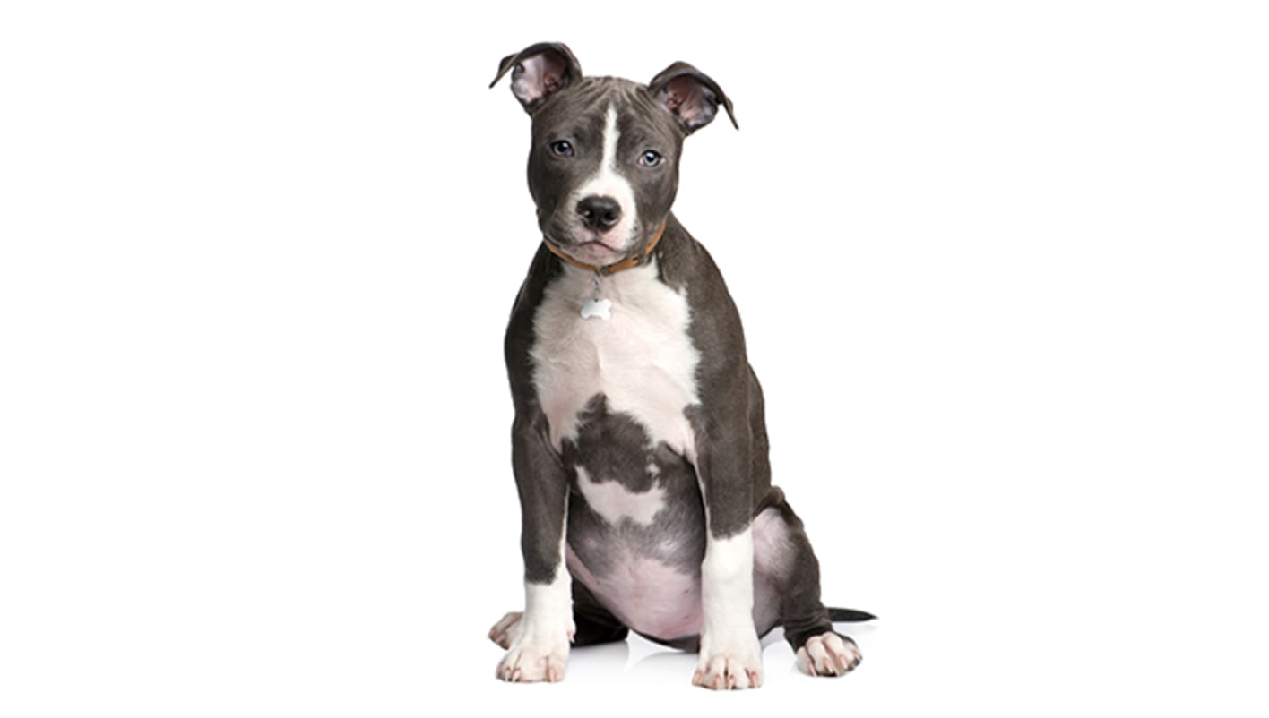 American Staffordshire Terrier: Dog Breed Information