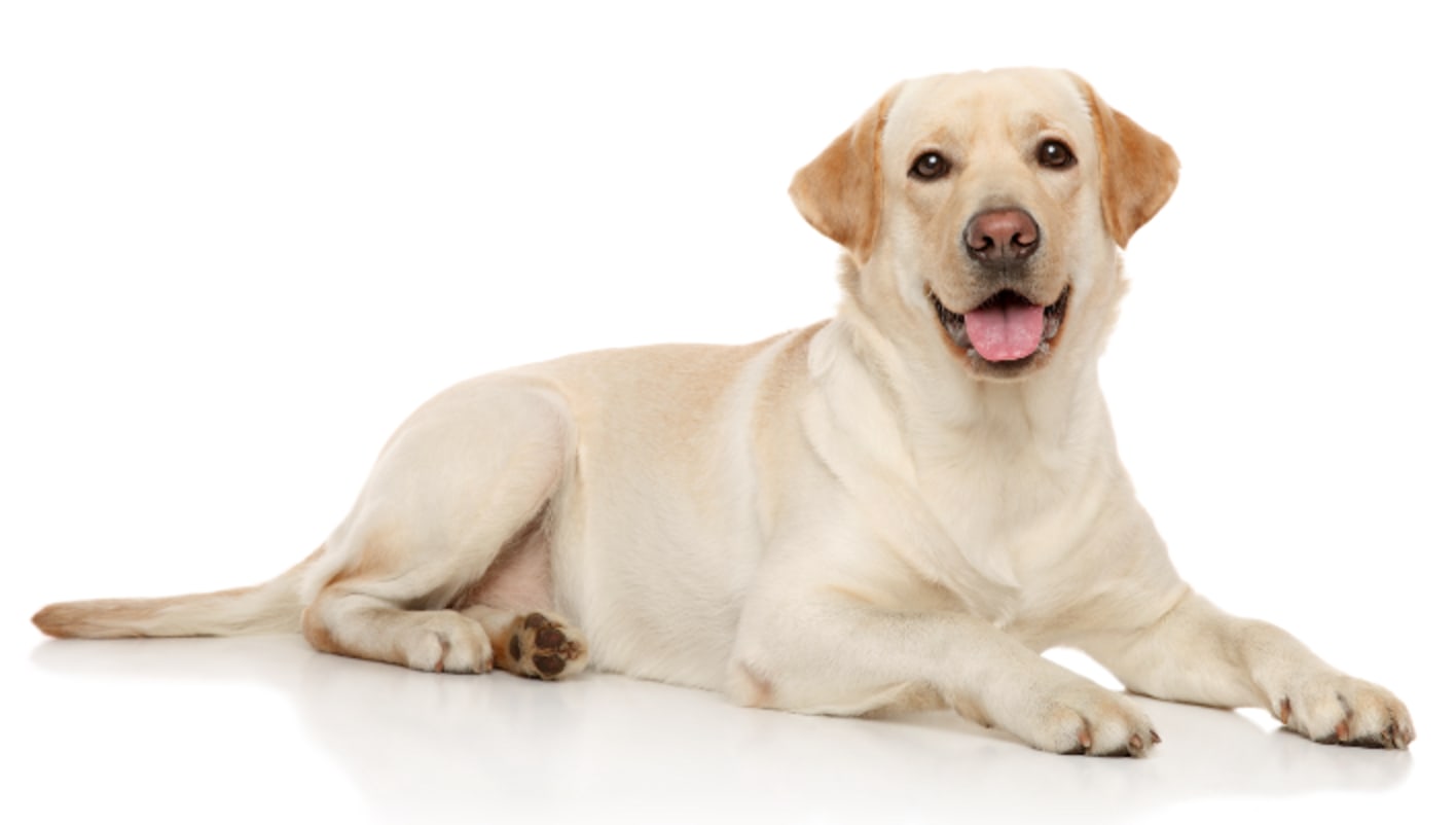 Best puppy food for labs sale