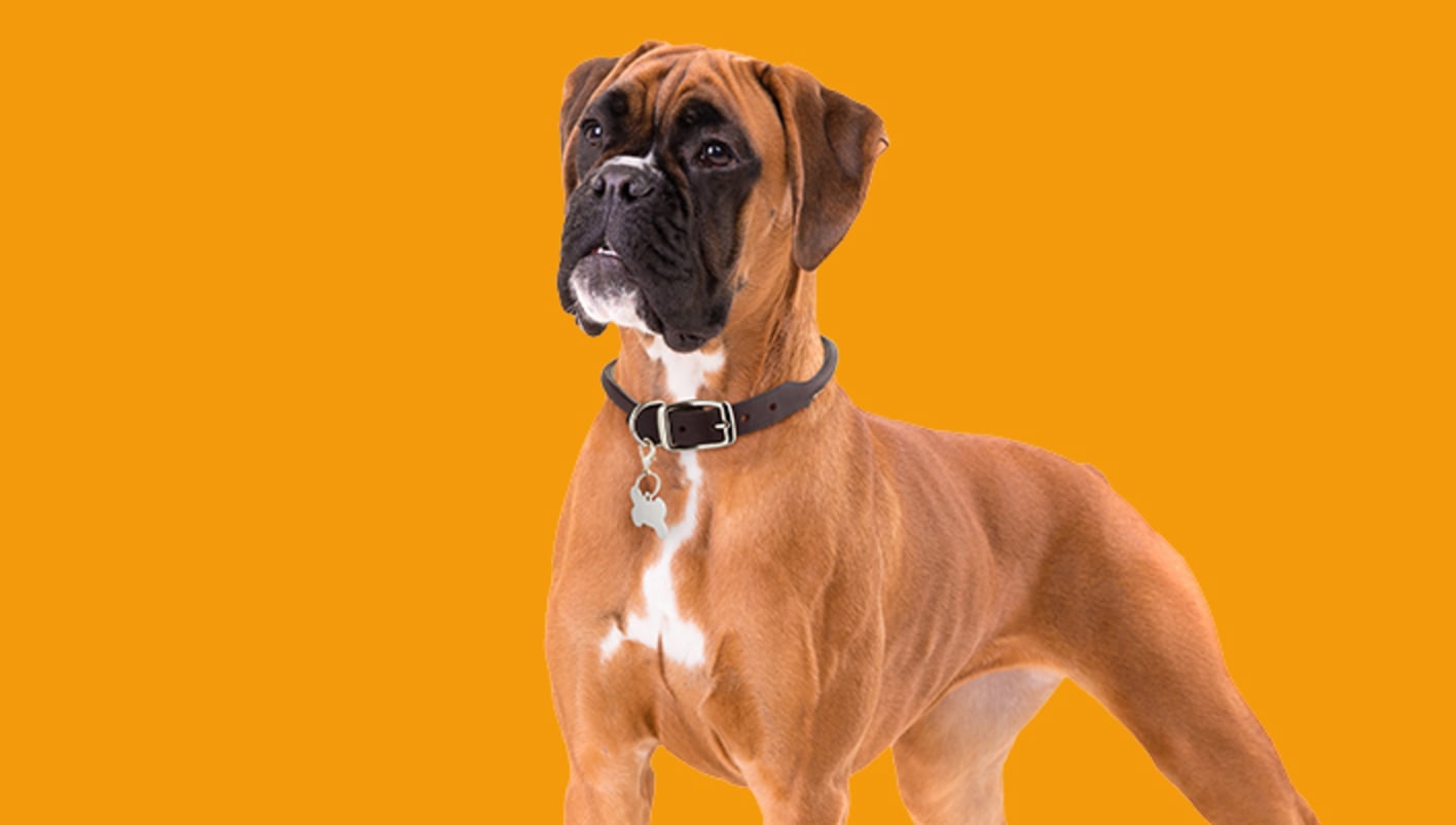 Breed Page Boxer Hero