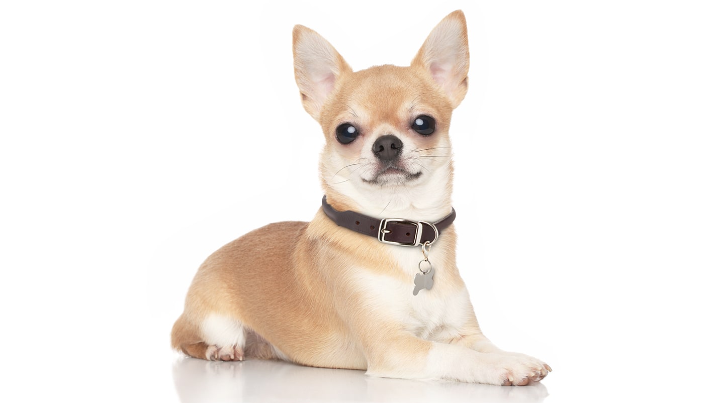 Recommended Chihuahua Supplies Everything You Need for Your