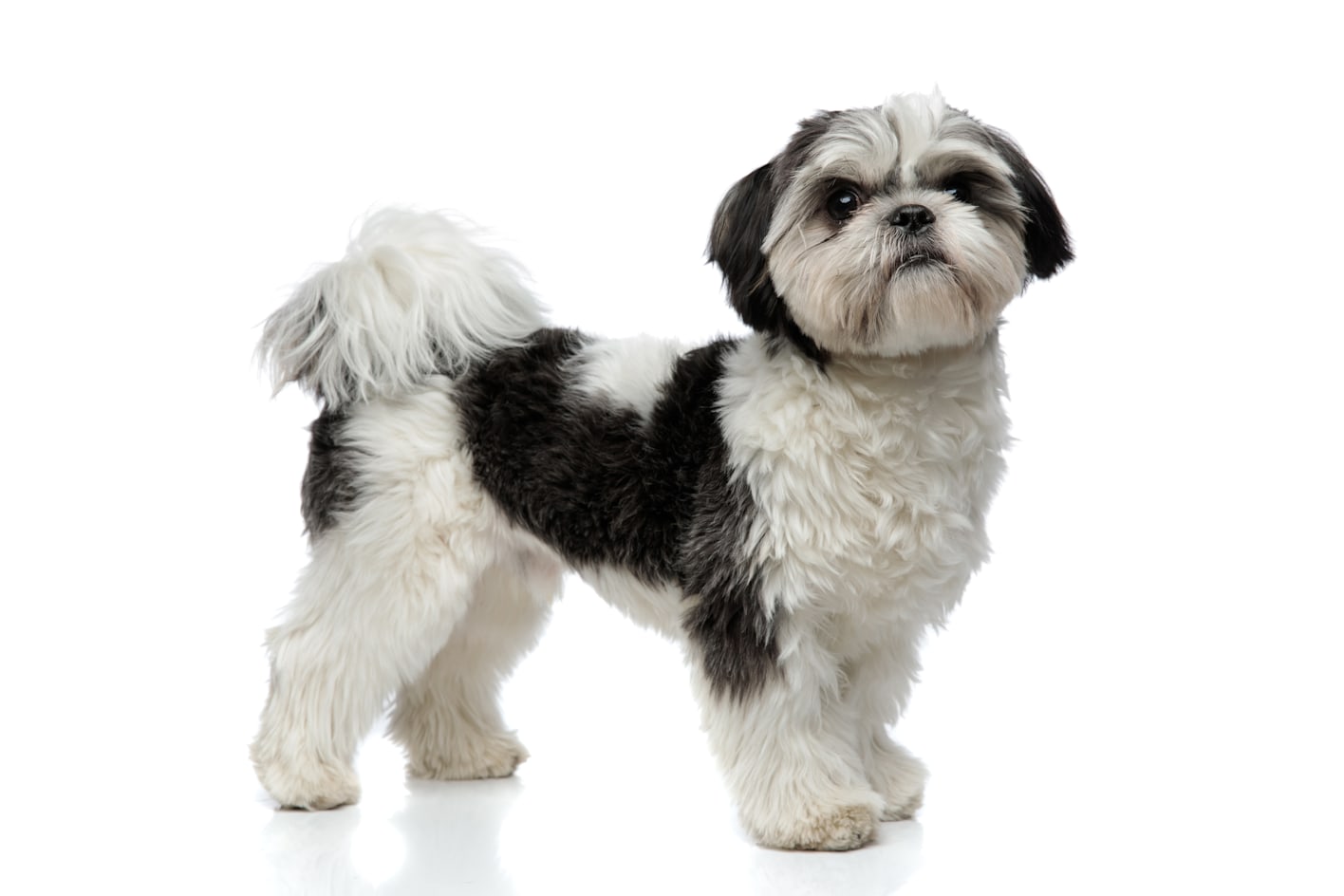 Recommended Dog Food for Shih Tzus of All Life Stages Petco