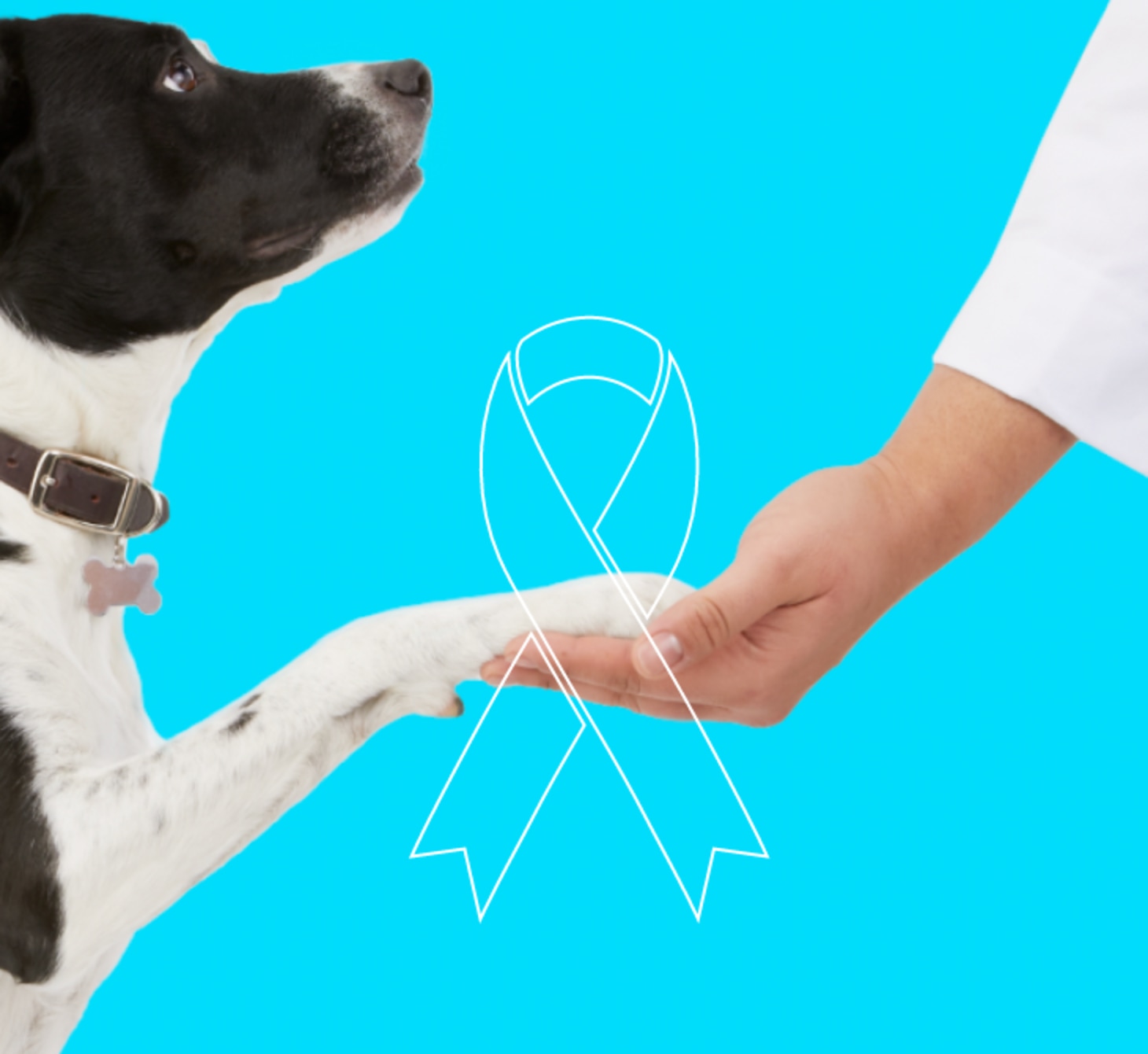 Pet Cancer We're On a Mission To Fight Pet Cancer Petco