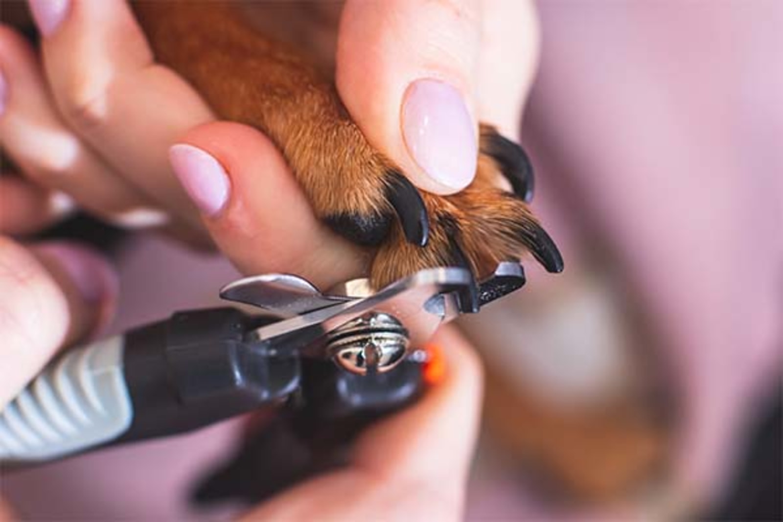 What is the average price for dog nail clipping?