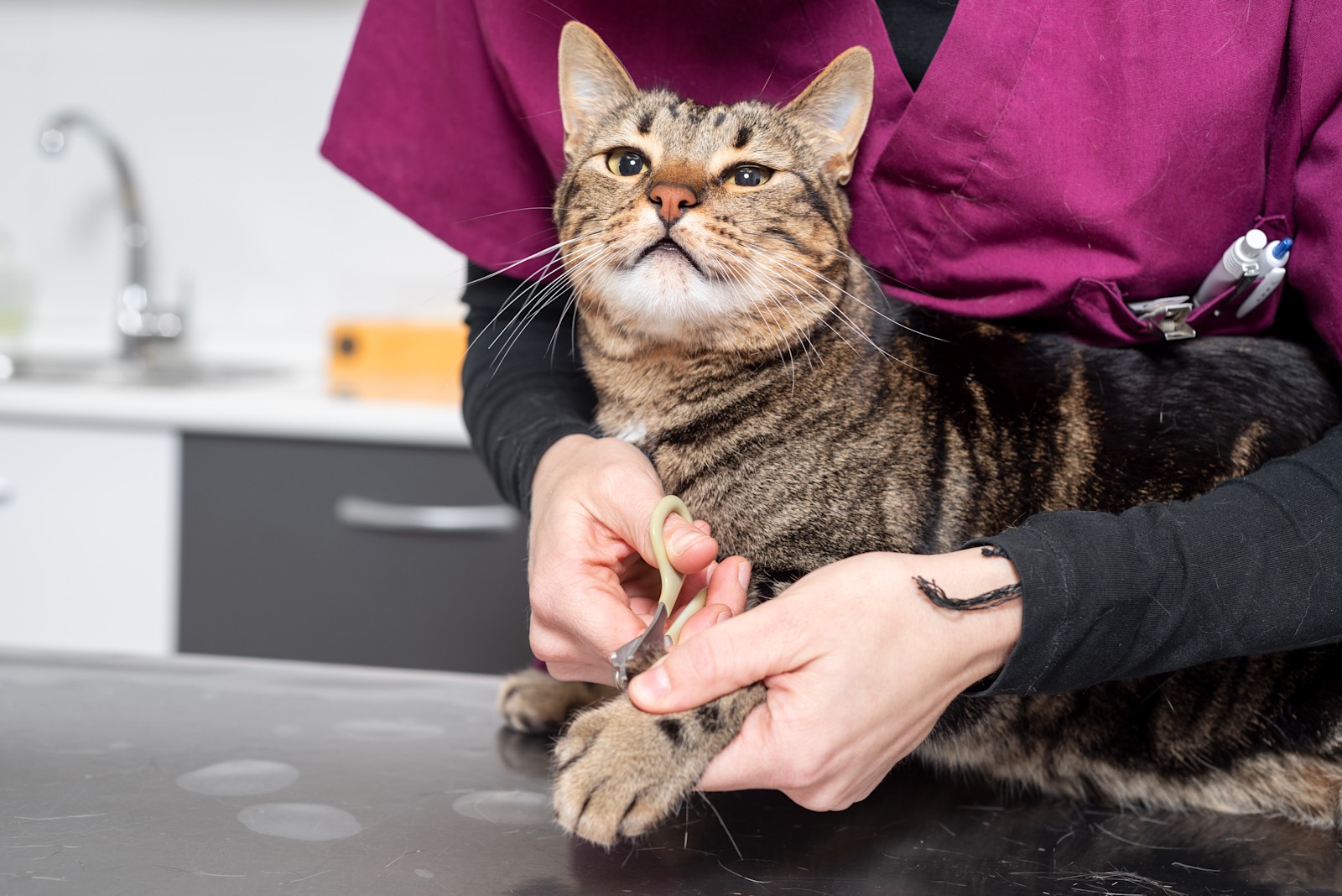 Kitty Claw Control: How and When to Cut Your Cat's Nails - All About Cats