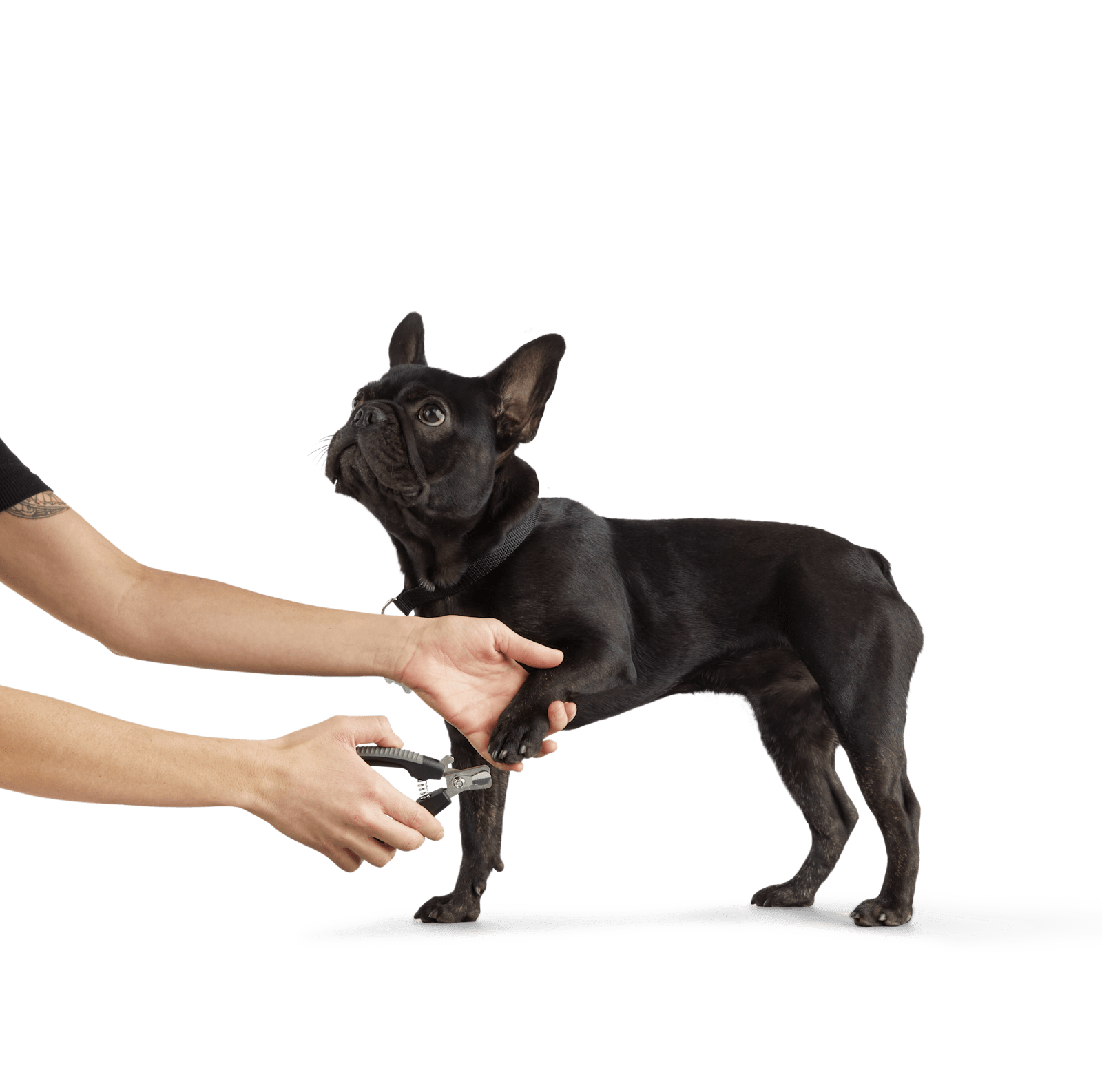 Dog nail clipping cost new arrivals