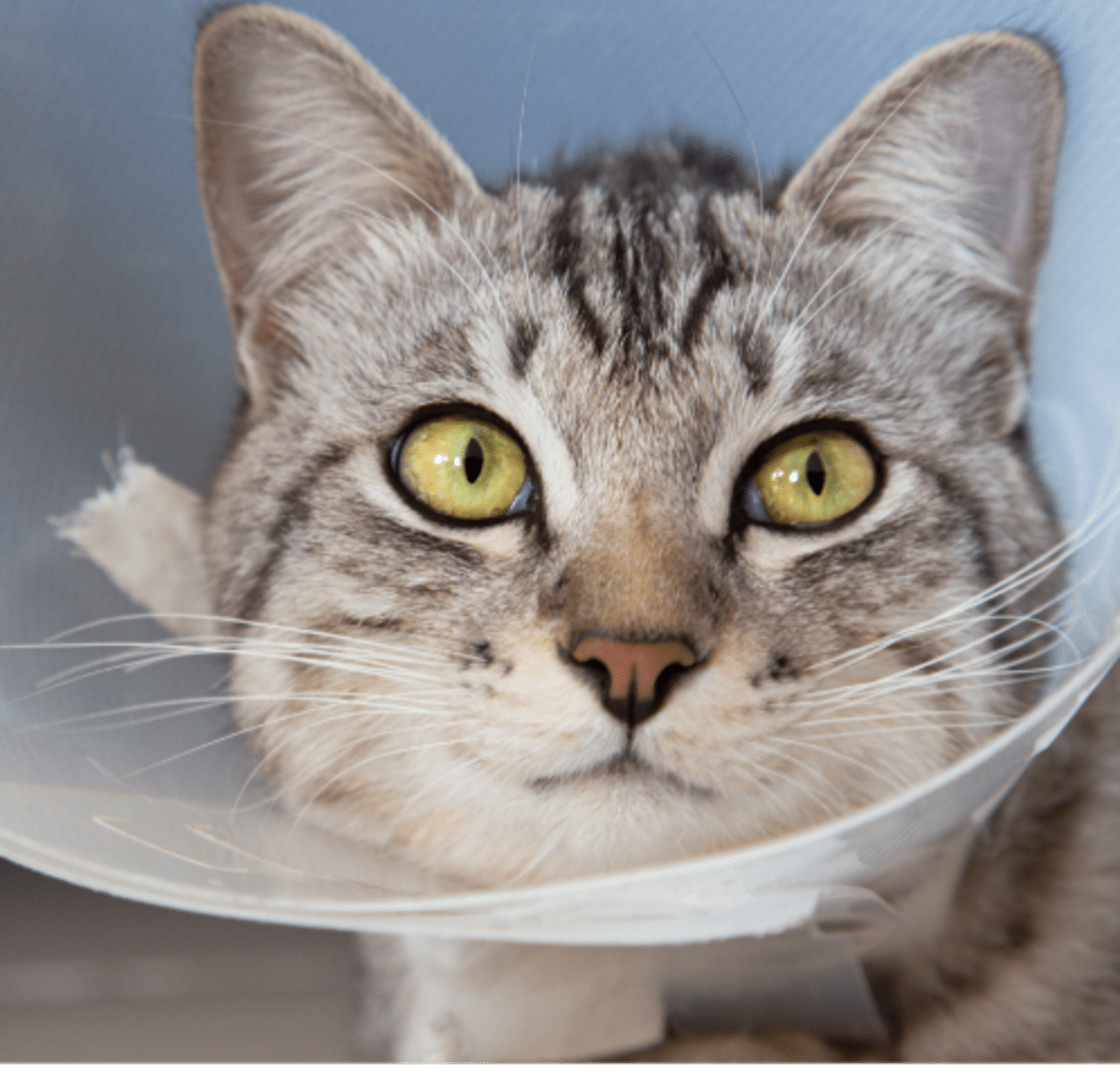 Get cat spayed near hot sale me