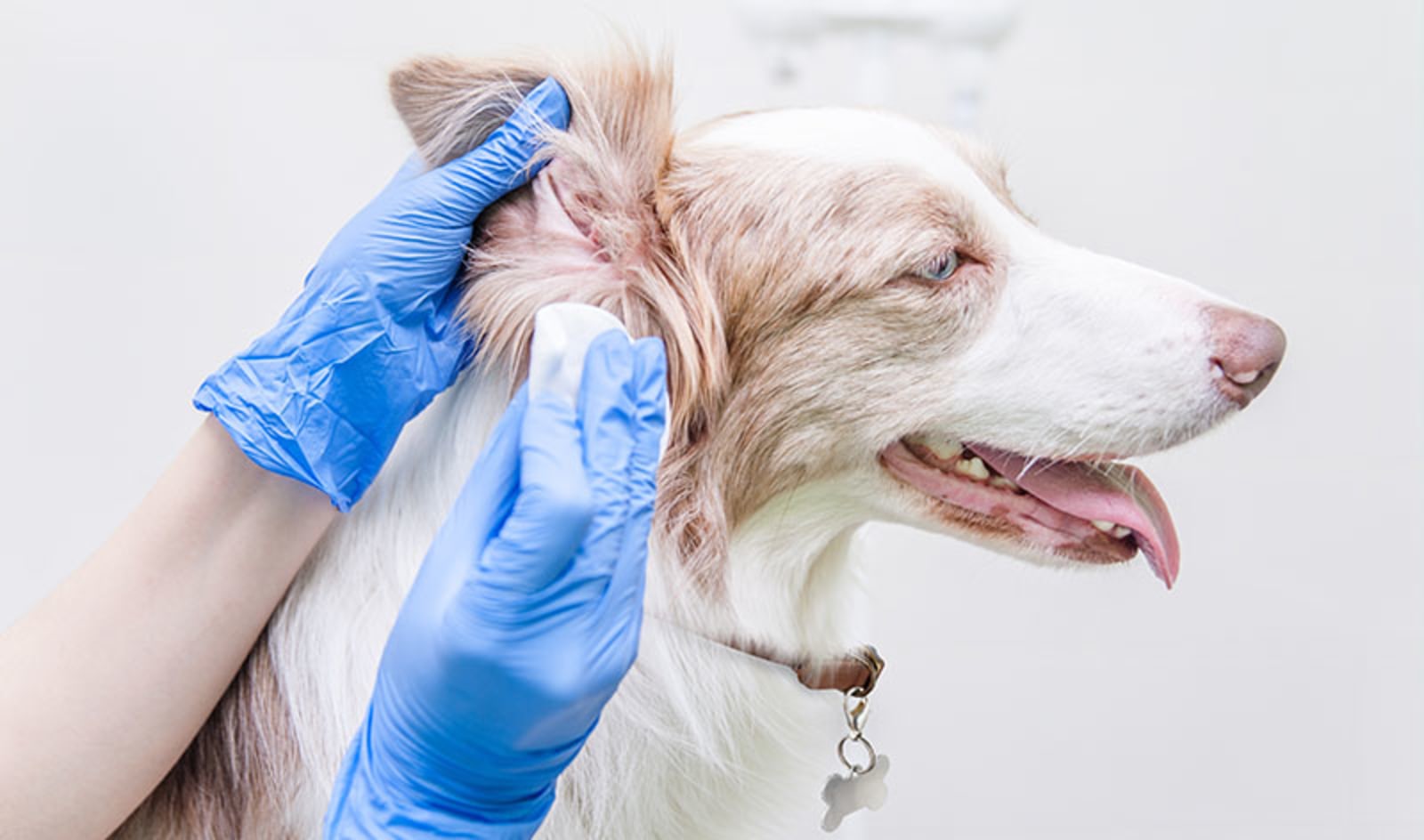 Dog Ear Cleaning Services