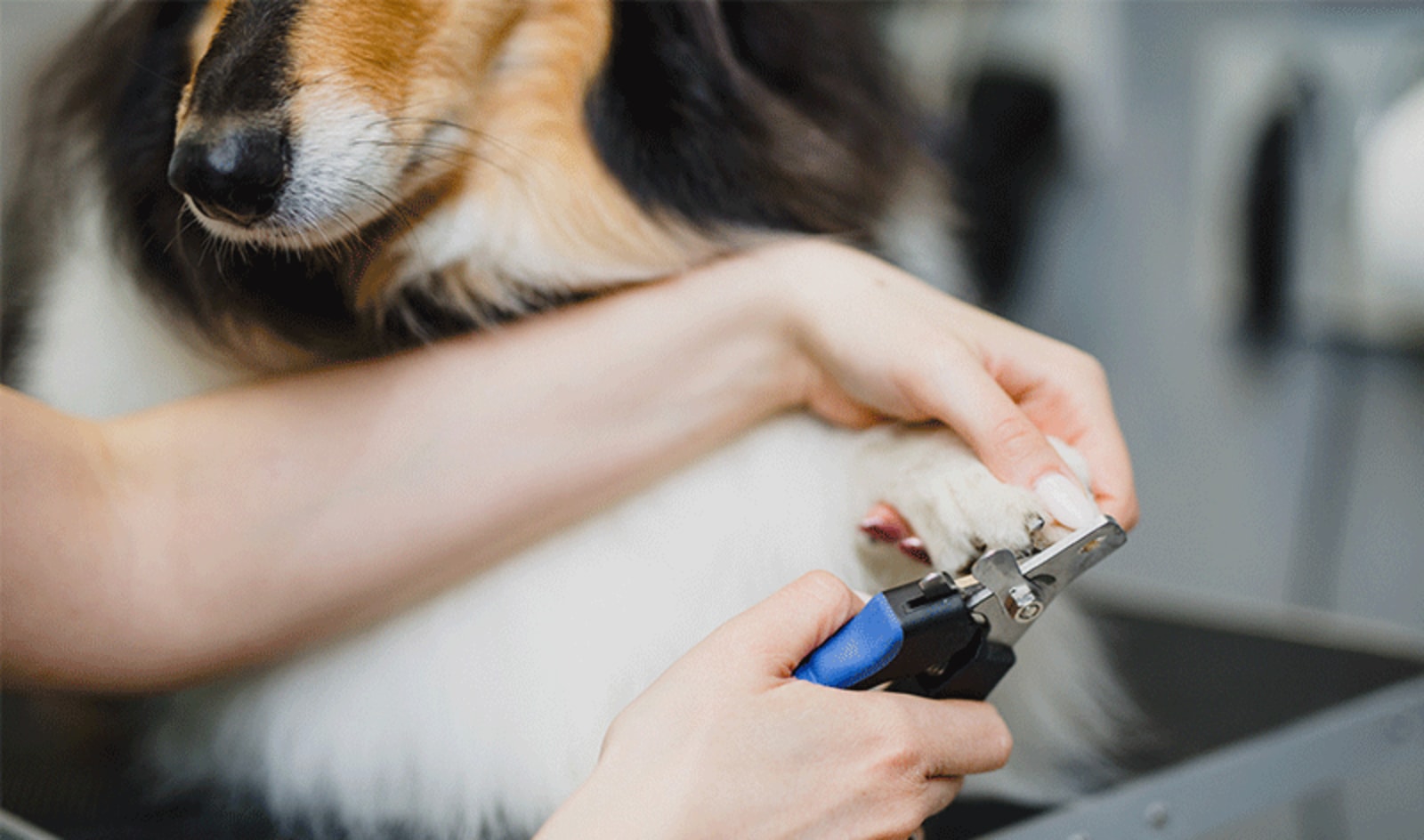 Petco Nail Trimming Services: Dog Nail Trims | Petco