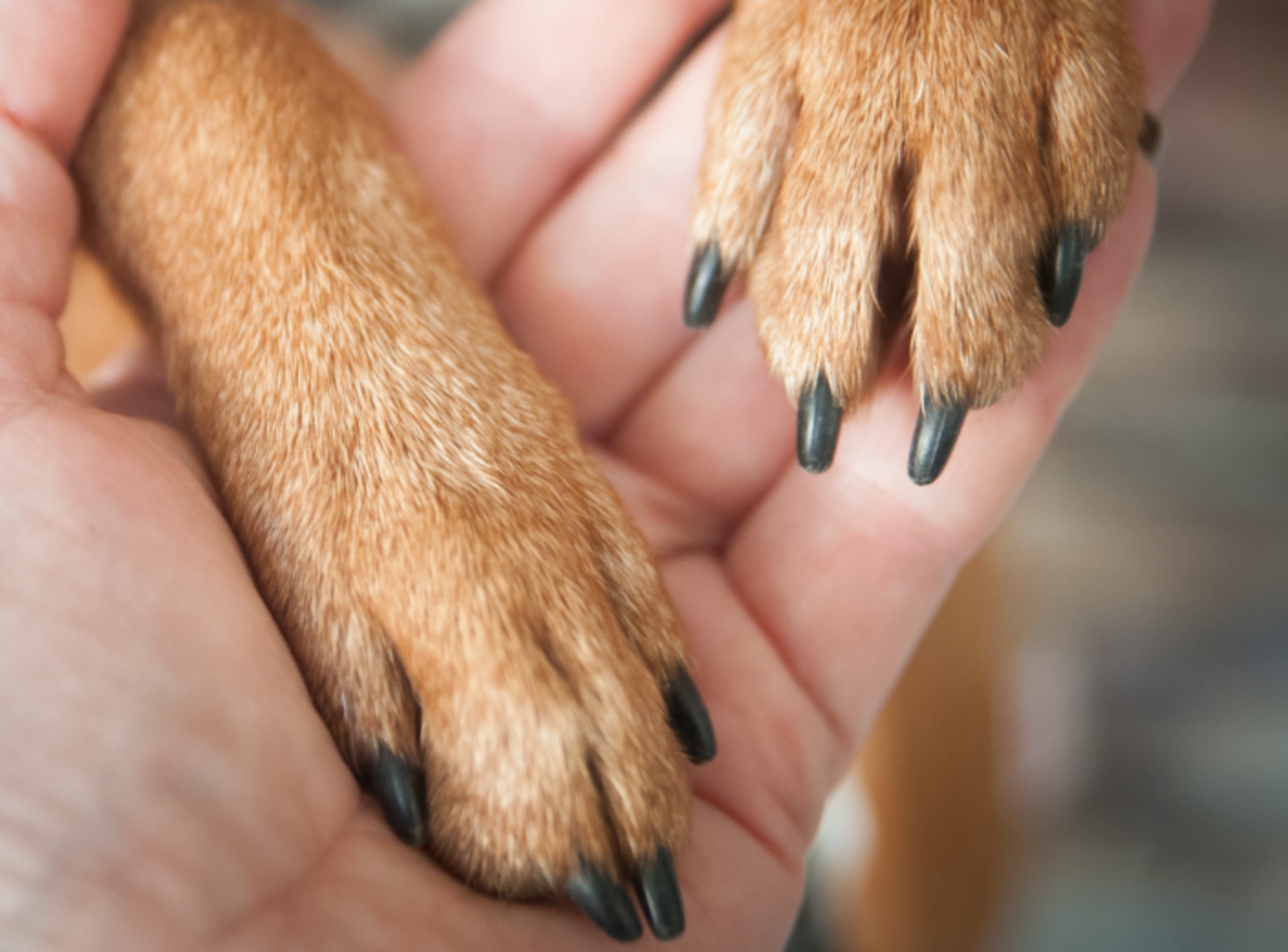 Petco Nail Trimming Services: Dog Nail Trims