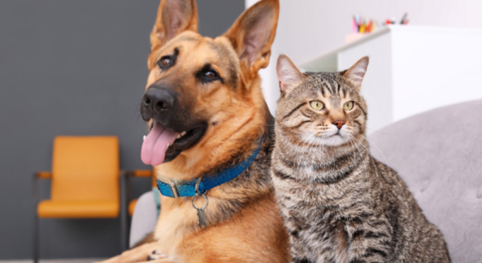 Spay & Neuter Clinics for Dogs & Cats | Petco