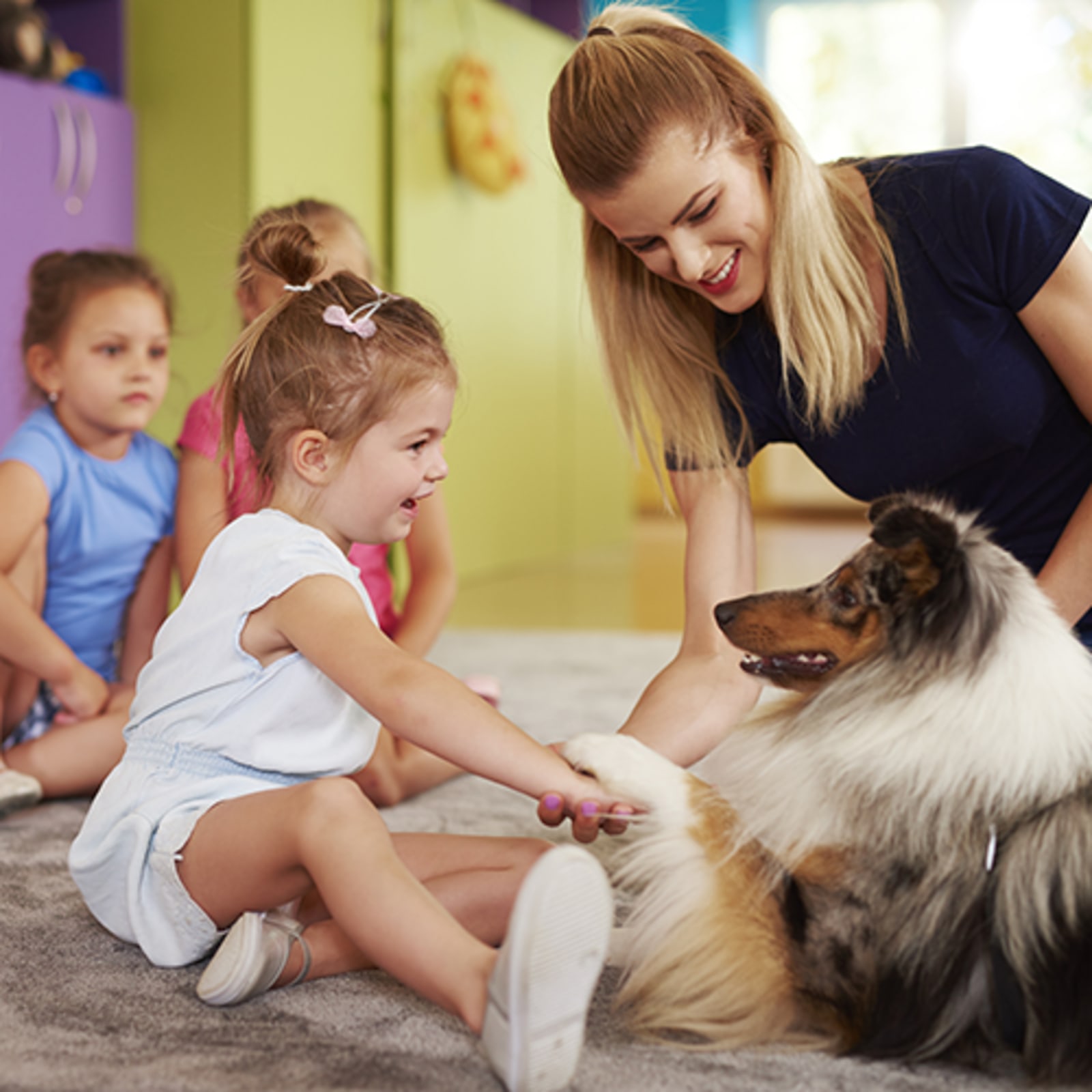 Comfort dog store training near me