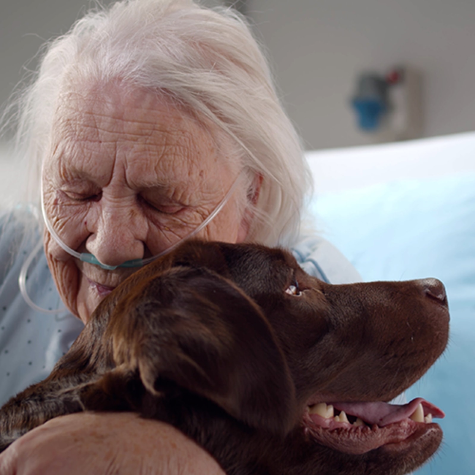 Getting your dog certified best sale as a therapy dog