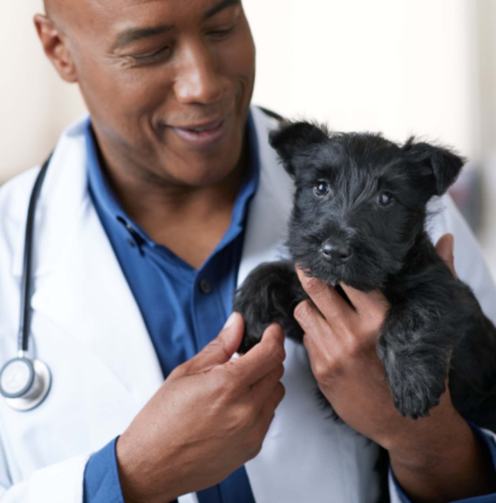 Cheap vets best sale for neutering