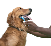 Dog toothpaste 2024 petco