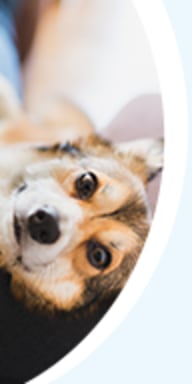 Best price interceptor cheap plus for dogs
