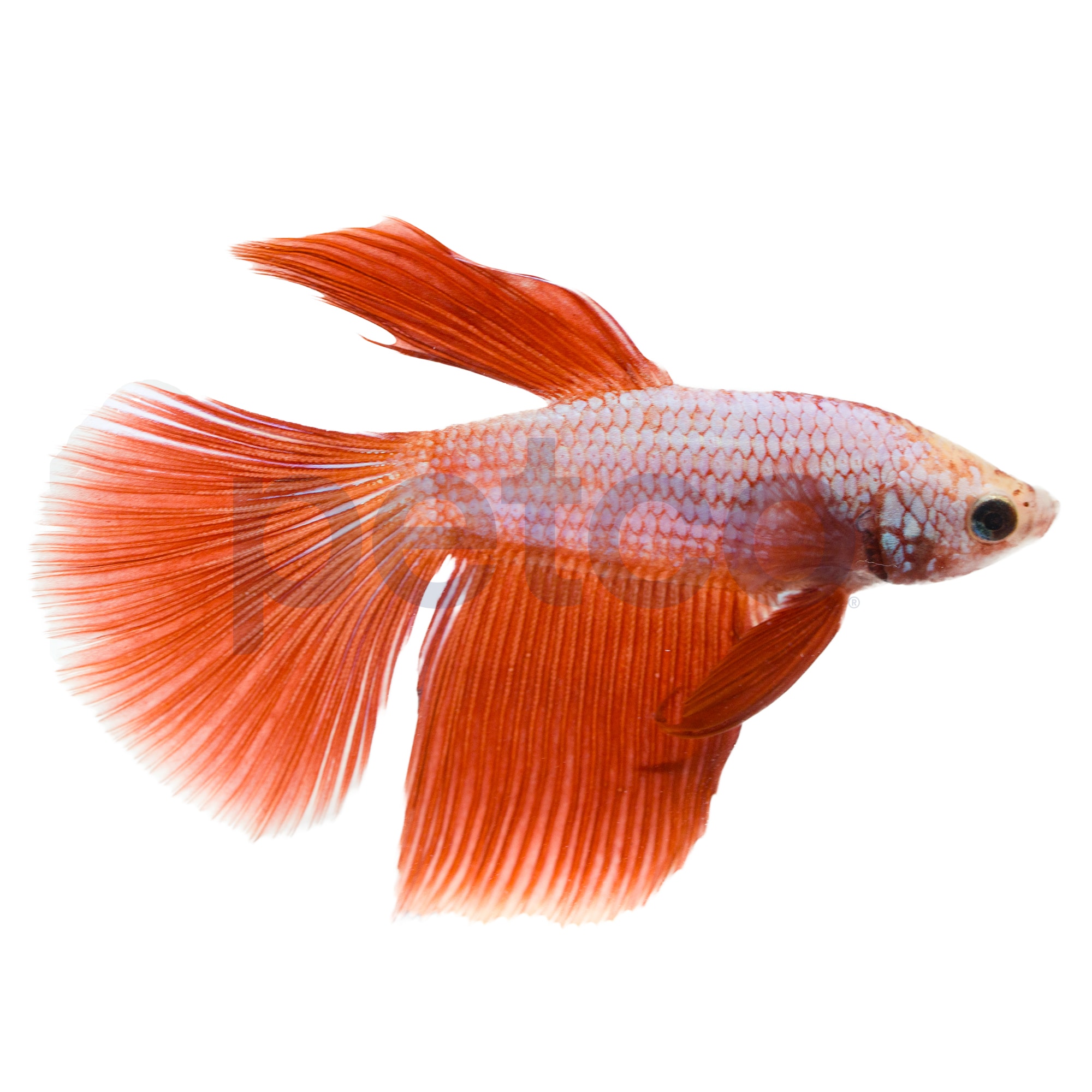 Pet Supplies Plus Live Fish On Clearance 56 Off Bethlemitaspopayan Edu Co