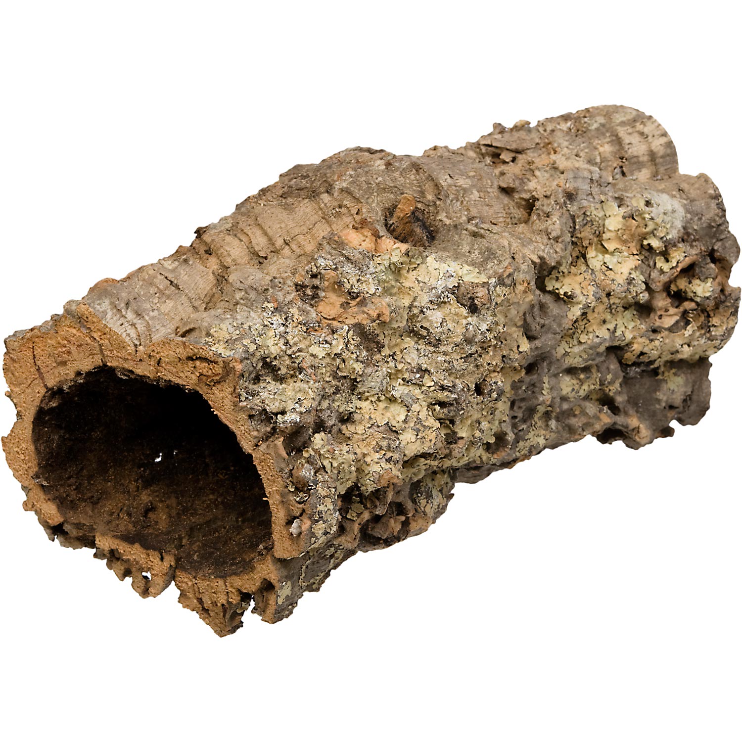 Crested Gecko Care Sheet | Petco