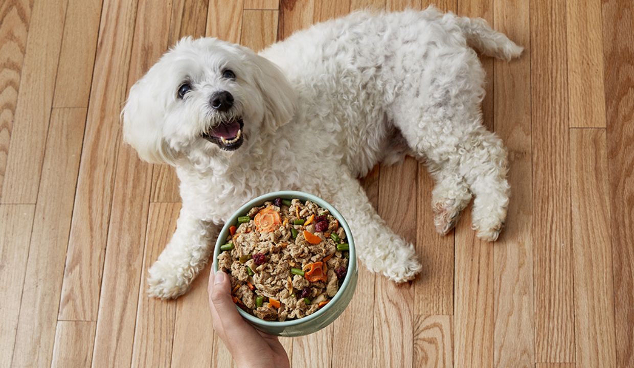 KONG Dental Dog Toy, XLarge Petco