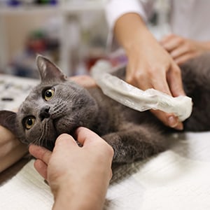 A cat getting an ultrasound