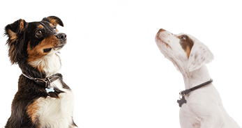  374253011 - Sports Fan Pet Gear / Sports Fan Shop