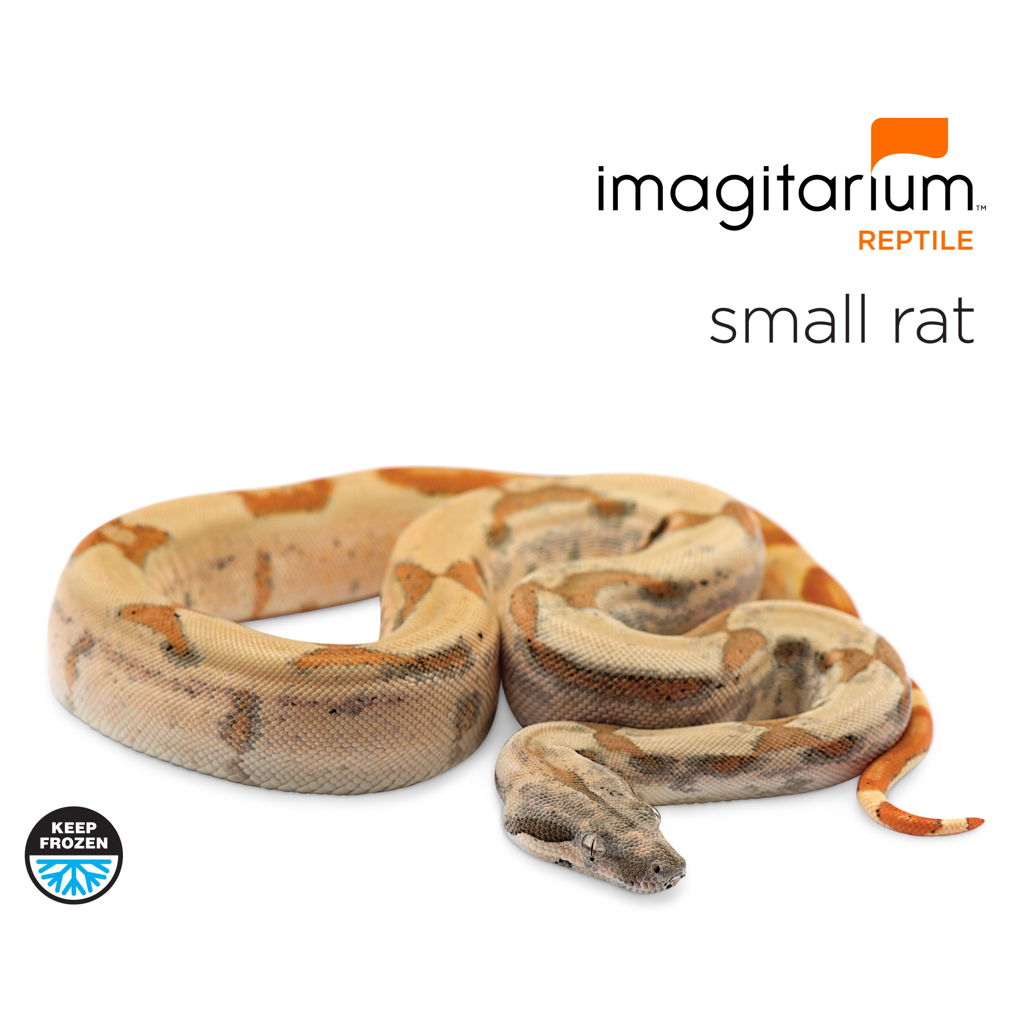 New Pet Guides: Reptile | Petco
