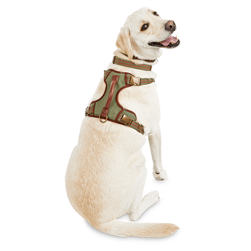The 4 Best Dog Harnesses of 2023