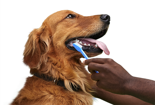 Dog toothbrush hot sale petco