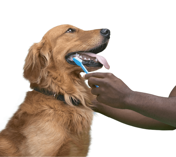 Dog hotsell dental mouthwash