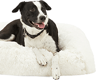 Custom Made Designer Dog Beds & Clothes for Sale