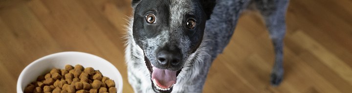 performatrin dog food lamb and brown rice