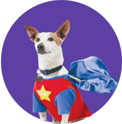 🎃Halloween Pet Shop: Treats, Costumes, Toys & Reflective Gear | Petco