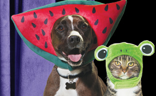 Halloween Petco 2022 Pet Halloween Costumes 10 Off Curbside Pickup Petco