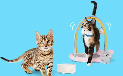 Two kittens posing by cat toy and food bowl.
