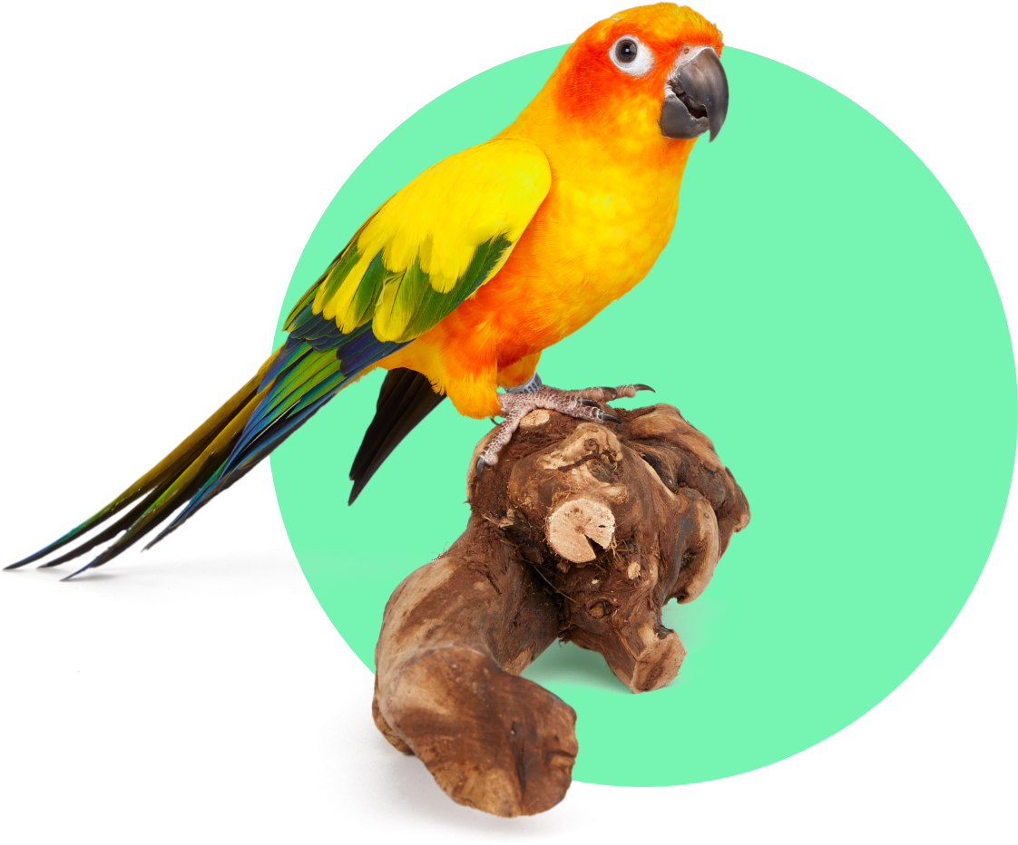 Why Your Parrot Needs Many Types of Perches