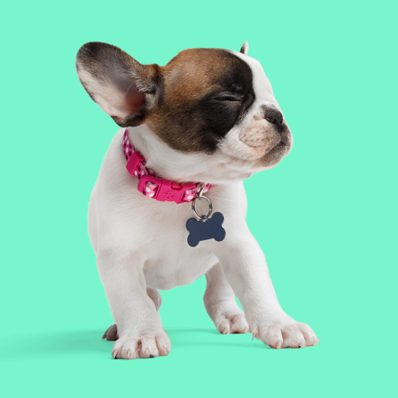 petco new puppy coupons