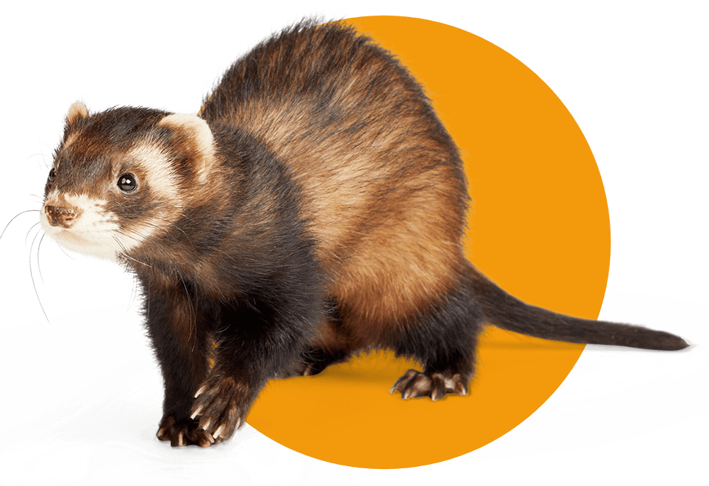 Ferret in dark brown wrapping paper