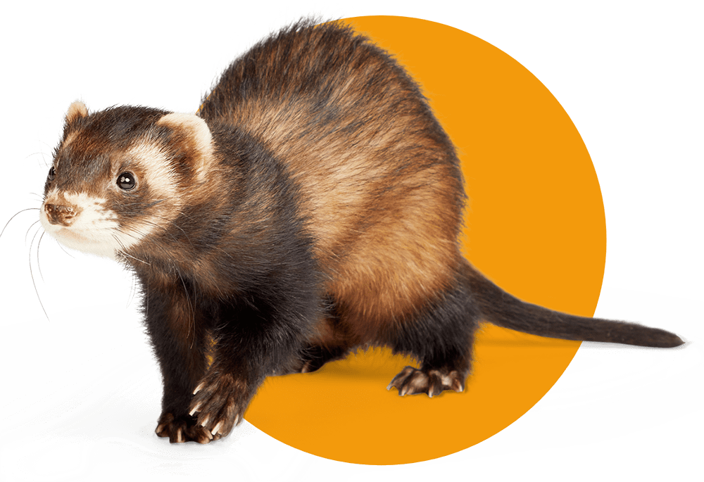 Ferret prices sale at petco