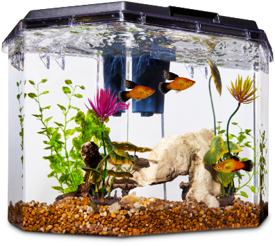 Fish Supplies: Aquarium & Accessories Petco