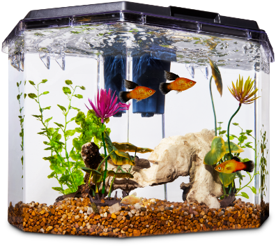 New Pet Guides Freshwater Fish Petco