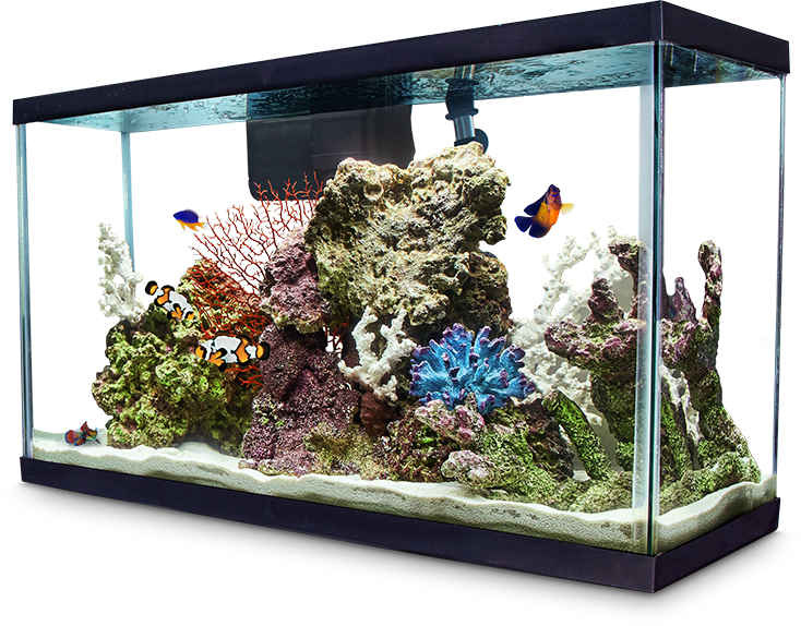 Fish Supplies: Aquarium & Accessories Petco