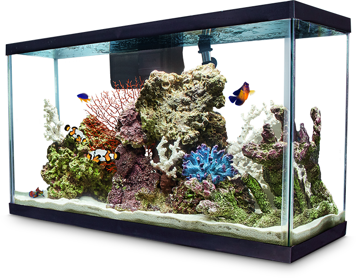 Fish best sale aquarium supplies