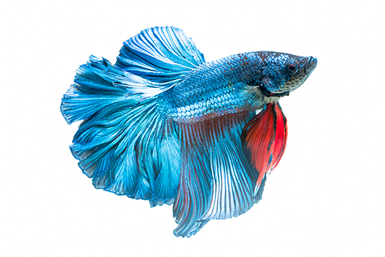 New Pet Guides: Freshwater Fish