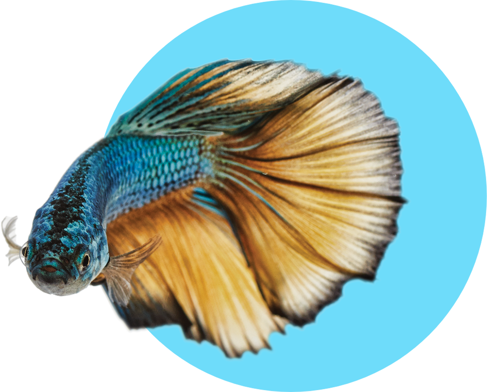 New Pet Guides: Freshwater Fish