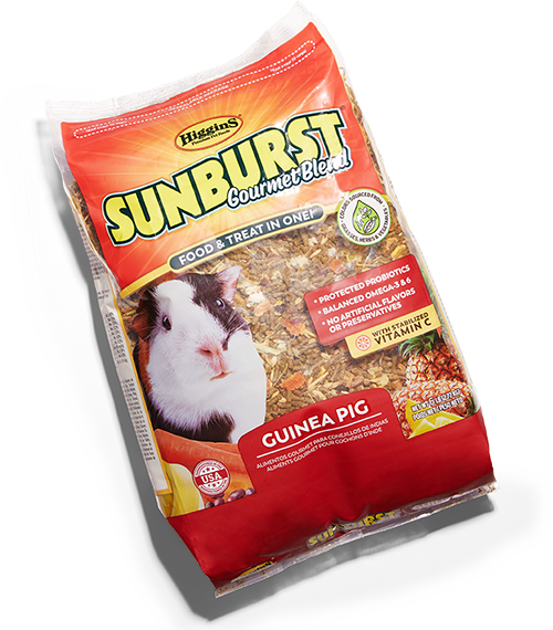 Sunburst gourmet blend guinea hot sale pig