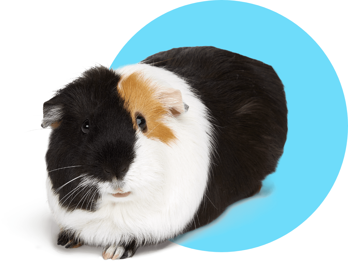 New Pet Guides Guinea Pig Petco