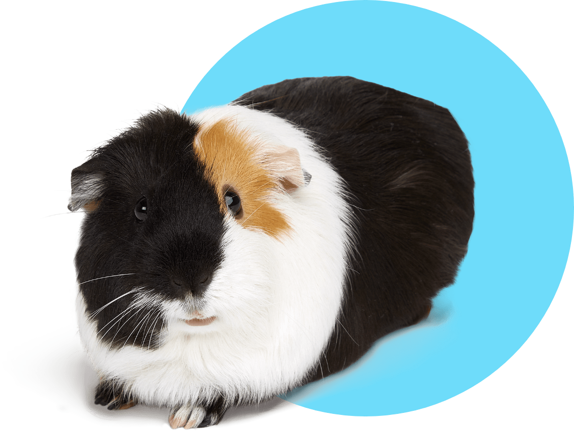 Best place to clearance buy guinea pig supplies