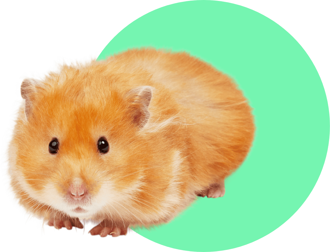 How Long Do Hamsters Live? A Hamster Rescue Expert Weighs In