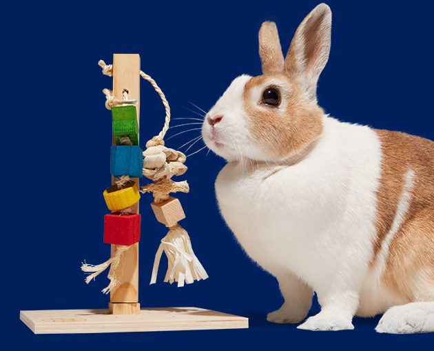 Petco bunny clearance for sale