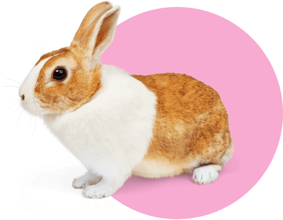 Petco rabbit bedding best sale