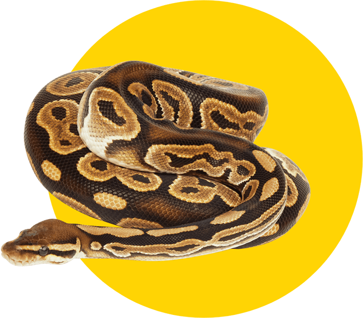 Petco snake clearance supplies